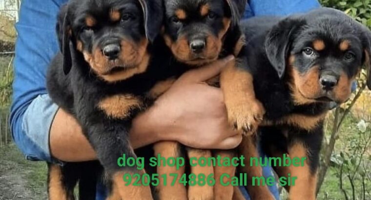 Dog shop sale home delivery all India