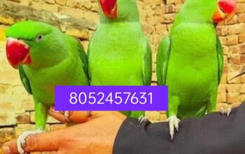 Parrot Shop 8052457631 online delivery
