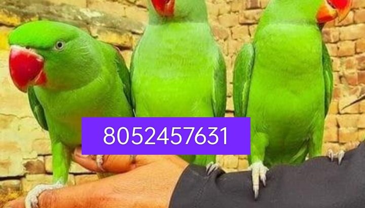 Parrot shop home delivery all India 805457631
