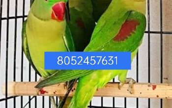 Parrot Shop 8052457631 online delivery