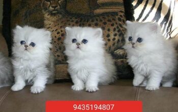 9435194807 cat contact number