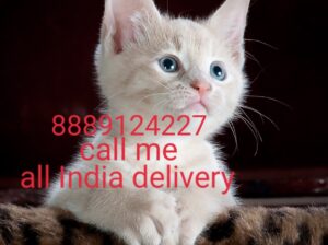 Cat shop all India delivery 8889124227