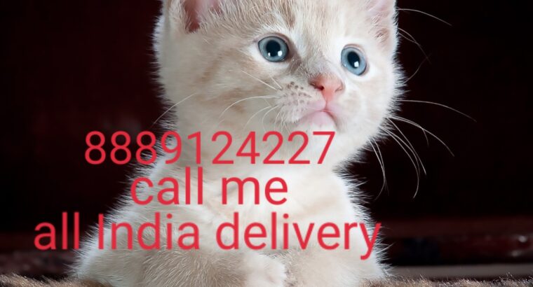 Cat shop home delivery all India