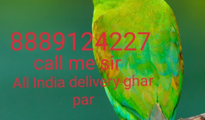 Parrot shop home delivery all India ghar par ji