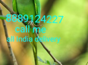 Parrot shop home delivery 8154057391
