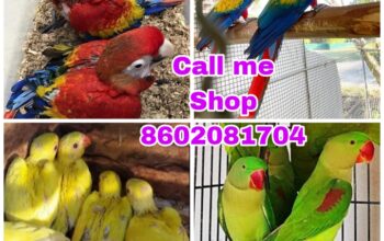 Pet Shop Orlando delivery 8602081704