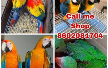Pet Shop Orlando delivery 8602081704
