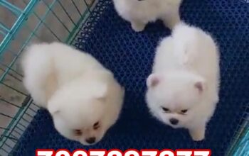Pomeranian puppy all India delivery