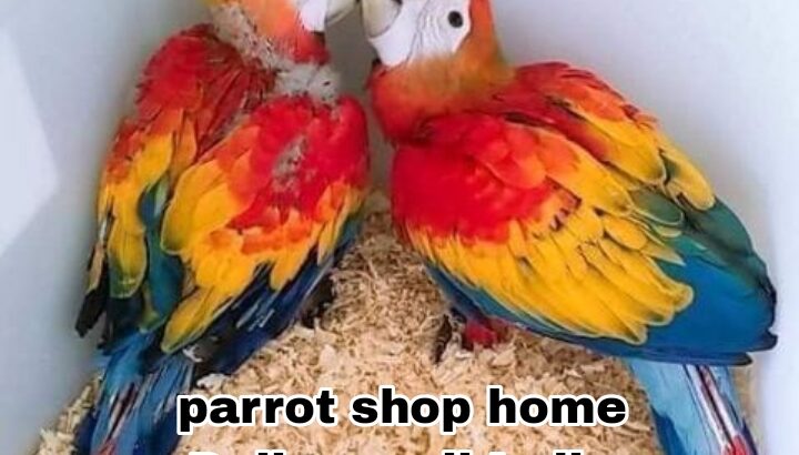 Parrot shop home Delivery all India