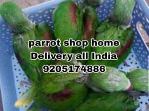 Parrot shop home delivery all India ghar par ji JJ