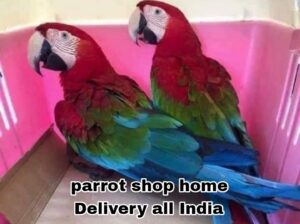 Parrot shop home delivery all India ghar par ji