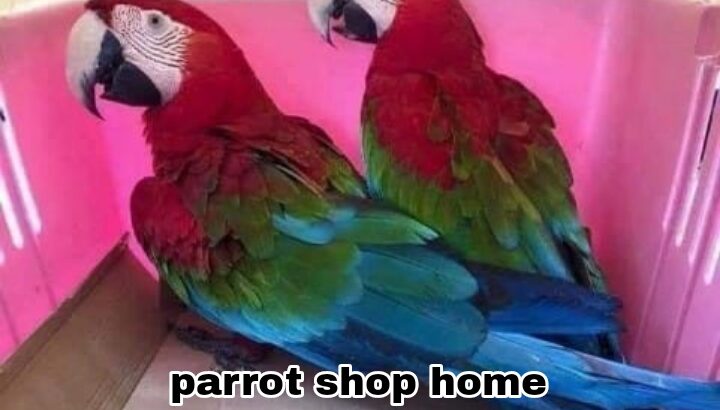 Parrot shop home delivery all India ghar par ji JJ