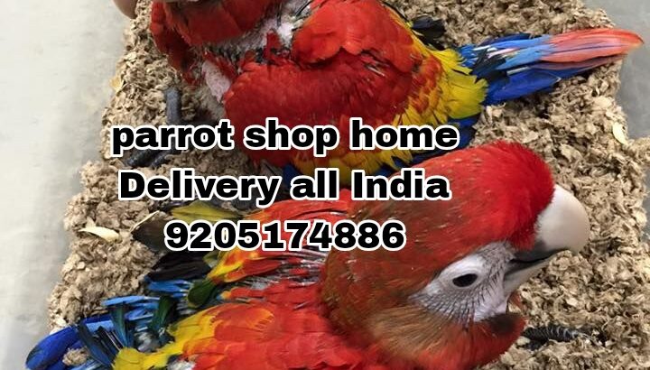 Parrot shop home Delivery all India