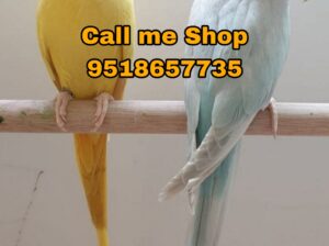 All India Home Delivery Address