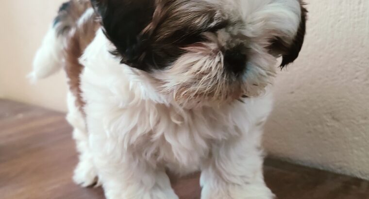 Shih Tzu Male puppy available