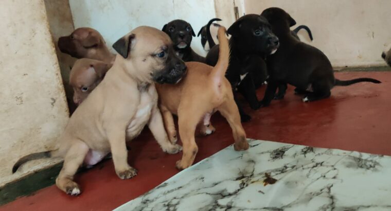 PITBULL PUPPIES FOR SALE
1 MONTH PUPPIES