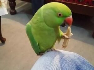 all parrots available for contact our team