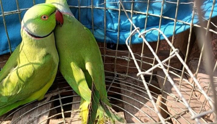 all parrots available for contact our team