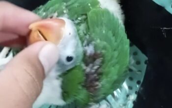 hand feeding parrot chicks in Bangalore