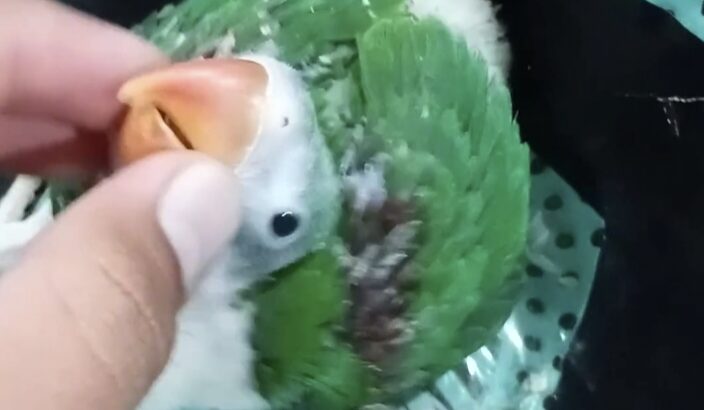 hand feeding parrot chicks in Bangalore