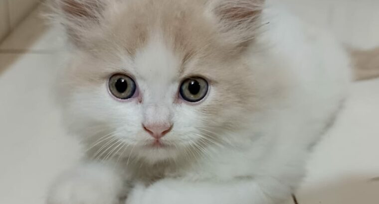 Male persian Cat