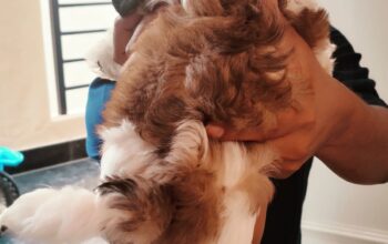 Shih Tzu Male puppy available
