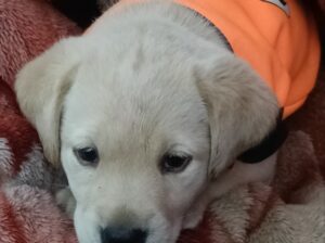 I want sell my Labrador puppy