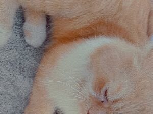 brown kitten 🐾🐈