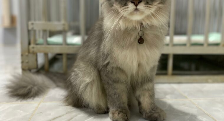 let’s adopt a Persian cat 9 months old alrea