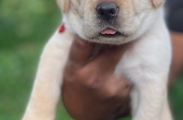 Original breed Labrador male puppy for sale