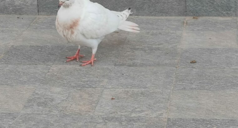 sell white pigeon