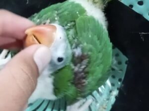 hand feeding parrot chick in Bangalore