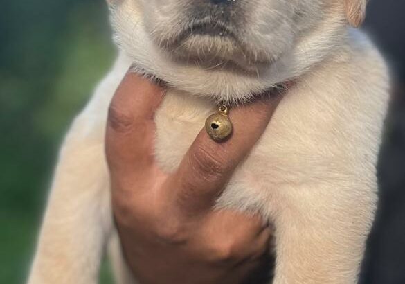 Original breed Labrador male puppy for sale
