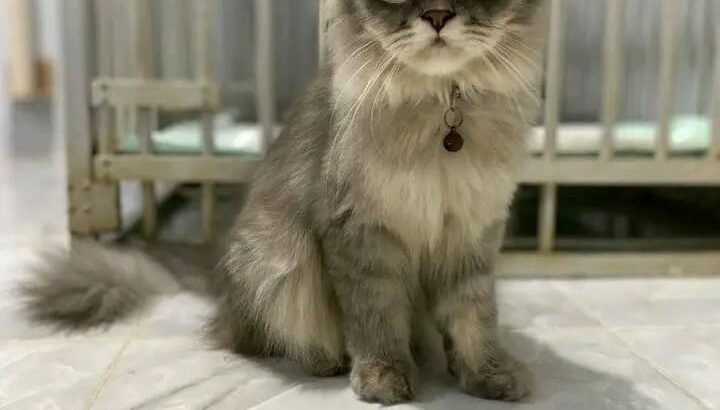 let’s adopt a Persian cat 9 months old alrea