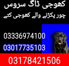 Khoji dog number multan 03017735103