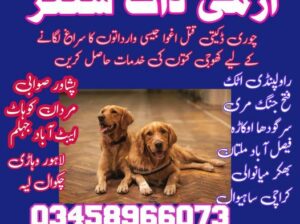 Army Dog Center Rawalpindi 03458966073