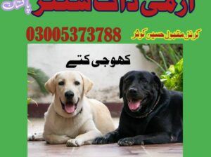 Army Dog Center Chakwal | 03009195279 Khoji Dogs