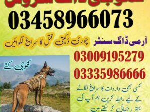 Army Dog Center Faisalabad | 03009195279