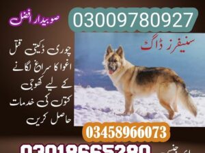 Army Dog Center Peshawar | 03009195279