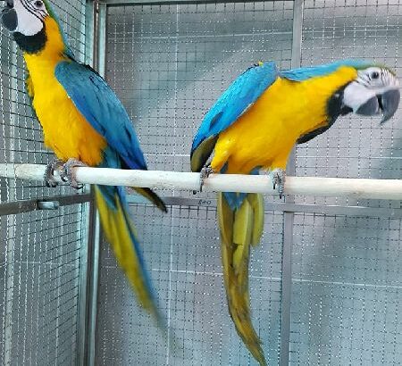 Parrot shop home delivery 6265233138