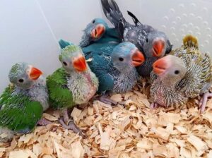 Parrot shop home delivery 8889124227