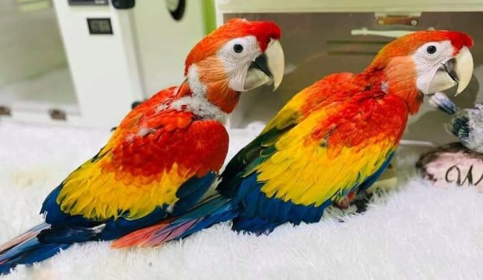 Parrot shop home delivery contact me 6265233138
