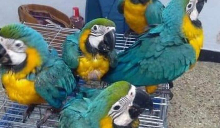 Parrot shop home delivery 6265233138