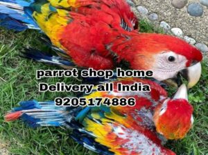 Parrot shop shell home delivery