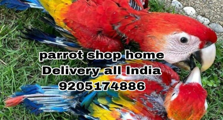 Parrot shop shell home delivery
