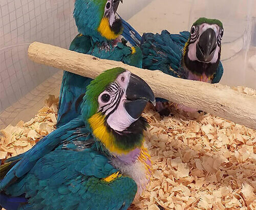 PARROT SHOP ALL INDIA DELIVERY 8558917109