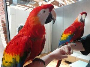 Parrot shop all India home delivery 8558917109