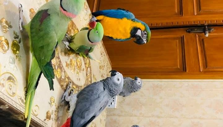 PARROT SHOP SHELL 8558917109ALL INDIA DELIVERY 🚚