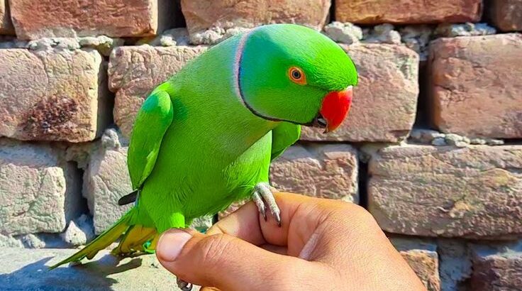 PARROT SHOP 8558917109ALL INDIA DELIVERY 🚚🚚