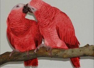 PARROT shop all India home delivery855891710 9 🚚
